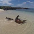 在厄瓜多尔的加拉帕戈斯群岛，海狮在沙滩上嬉戏.